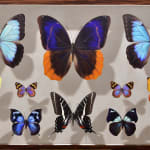 Mantra, Mesoamerican Butterflies: Board II