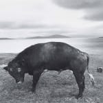 Oscar Marzaroli, Scarista Bull, Isle of Harris, 1979