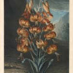 Nicholas Bellin, Maple and American Potato Bean, 1753