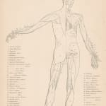 William Cheselden, Animal Anatomy - Rat & Weasel, 1733