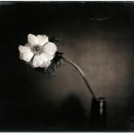 Lara Porzak, Billi Bird, 2011