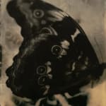 Lara Porzak, Billi Bird, 2011
