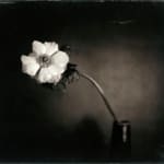Lara Porzak, Billi Bird, 2011