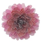 Marianne Eriksen Scott-Hansen, Coral