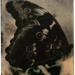 Lara Porzak, Billi Bird, 2011