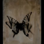 Lara Porzak, Billi Bird, 2011