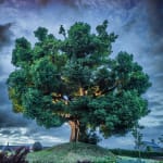 Ancient Tree Sycamore Dumfries