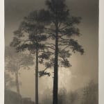 Fiona Fouhy, Day Break