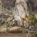 Mary Anne Aytoun Ellis, Ancient Oak Pollard, painting