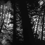 Charles Sainsbury-Plaice, Ancient Tree Detail Curly Oak Wentwood Wales, 2022