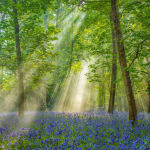 Adrian Houston, Burnham Beeches Bluebells, photograph