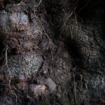 Ancient Tree Detail Sweet Chestnut Leicestershire