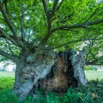 Adrian Houston, Ancient Tree Camusnagaul Oak Highlands, 2022