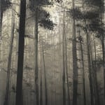 Fiona Fouhy Aspire
