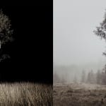 Jasper Goodall, Two Opposing Birches, photograph