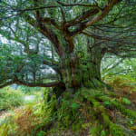 The Queen's Green Canopy Ancient Tree Robert the Bruce Yew Scotland