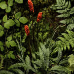 Jasper Goodall, Wild Arum, crop photograph
