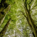 Charles Sainsbury-Plaice, Ancient Woodland Canopy Hafod Boeth Caernarfon Wales, The Queen's Green Canopy