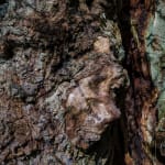 Ancient Tree Detail Chirk Oak Wales