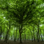 Adrian Houston, Ancient Tree Camusnagaul Oak Highlands, 2022