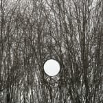 Charles Sainsbury-Plaice, Ancient Tree Detail Curly Oak Wentwood Wales, 2022