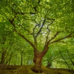 Adrian Houston, Ancient Woodland Epping Forest II, The Queen's Green Canopy