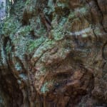 Ancient Tree Detail Curly Oak Wentwood Wales