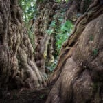 Ancient Tree Detail Ashbrittle Yew Somerset