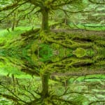 Adrian Houston, Ancient Tree Camusnagaul Oak Highlands, 2022