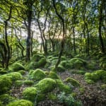 Ancient Woodland Pentre Ifan Pembrokeshire