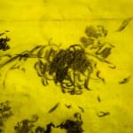 António Faria, Untitled, 2025