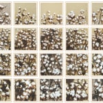 René Tavares, African Garden, 2023