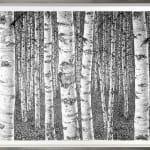 Roy Wright PS, Silver Birch Forest