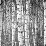 Roy Wright PS, Silver Birch Forest