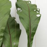 Tania Pérez Córdova, Asplenium Nidus (40% chance of rain), 2022