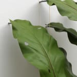 Tania Pérez Córdova, Asplenium Nidus (40% chance of rain), 2022