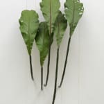 Tania Pérez Córdova, Asplenium Nidus (40% chance of rain), 2022