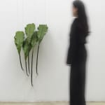Tania Pérez Córdova, Asplenium Nidus (40% chance of rain), 2022