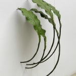 Tania Pérez Córdova, Asplenium Nidus (40% chance of rain), 2022