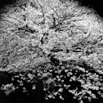 Daido Moriyama, How to Make Beautiful Photos, 1987