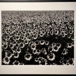 Daido Moriyama, How to Make Beautiful Photos, 1987