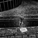 Daido Moriyama, How to Make Beautiful Photos, 1987