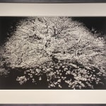 Daido Moriyama, How to Make Beautiful Photos, 1987