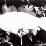 Daido Moriyama, How to Make Beautiful Photos, 1987