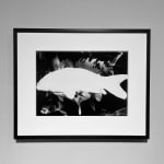 Daido Moriyama, How to Make Beautiful Photos, 1987