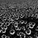 Daido Moriyama, How to Make Beautiful Photos, 1987