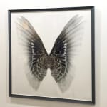 Butterfly photographs framed