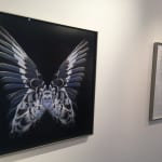 Butterfly photographs framed