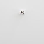 Elmgreen & Dragset, Still Life (Bullfinch), 2024