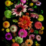 Dianna Jazwinski, Tulips and Ranunculus